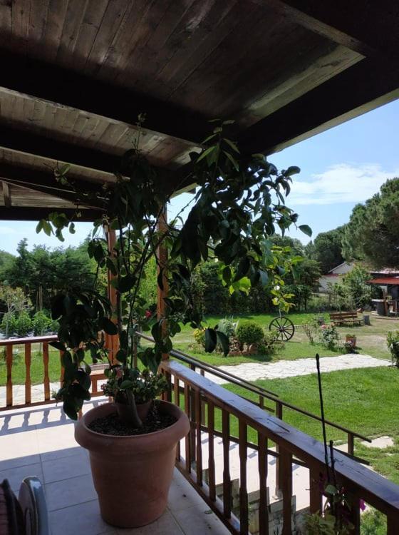 Villa Ivonnis Garden à Mesimvria  Extérieur photo